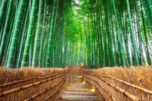 Bamboo Forest in Kyoto, Japan.